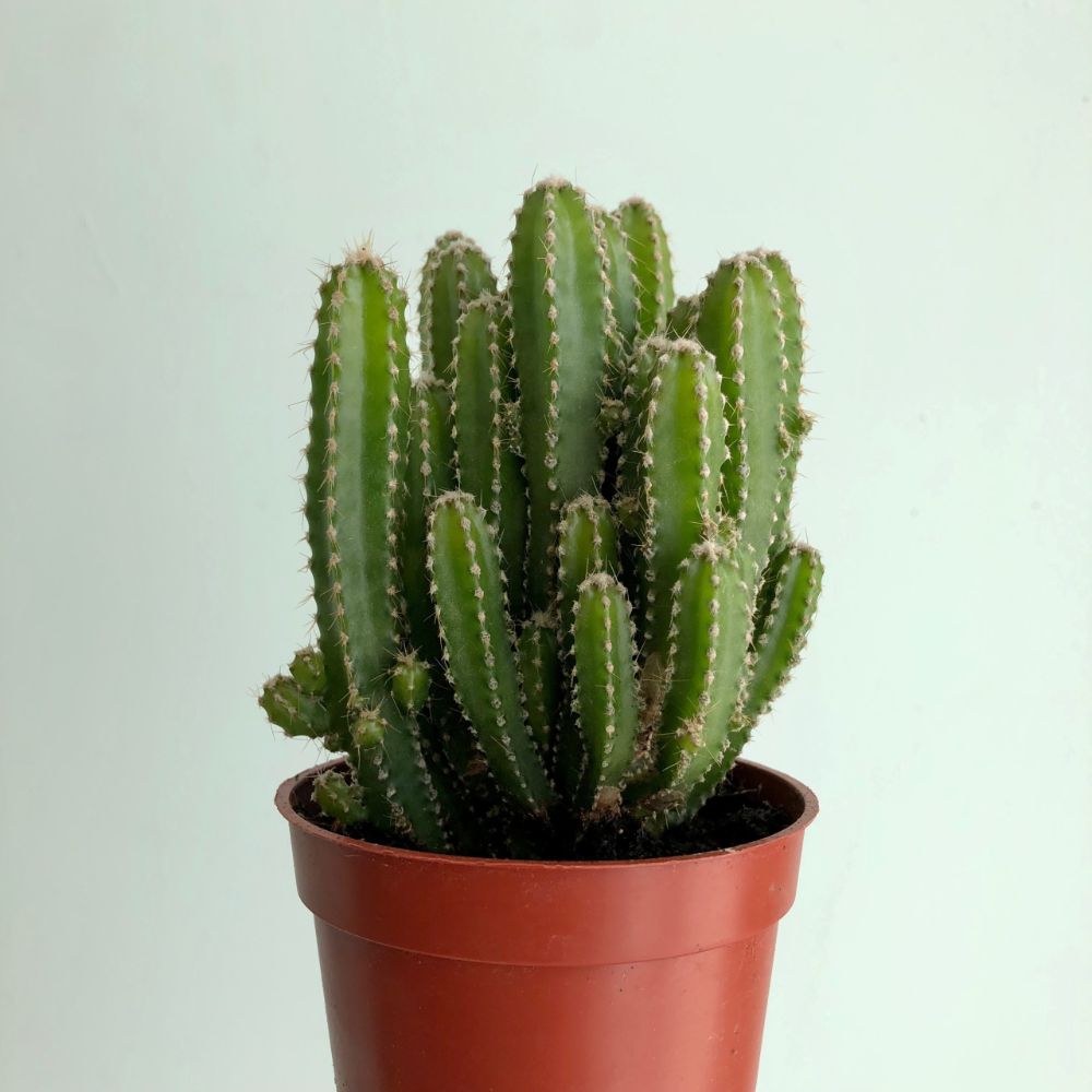 Fairy castle cactus ( Fairy Castle Cactus )